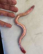 Image of Atlantic Hagfish