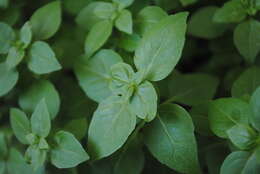 Image of sweet basil