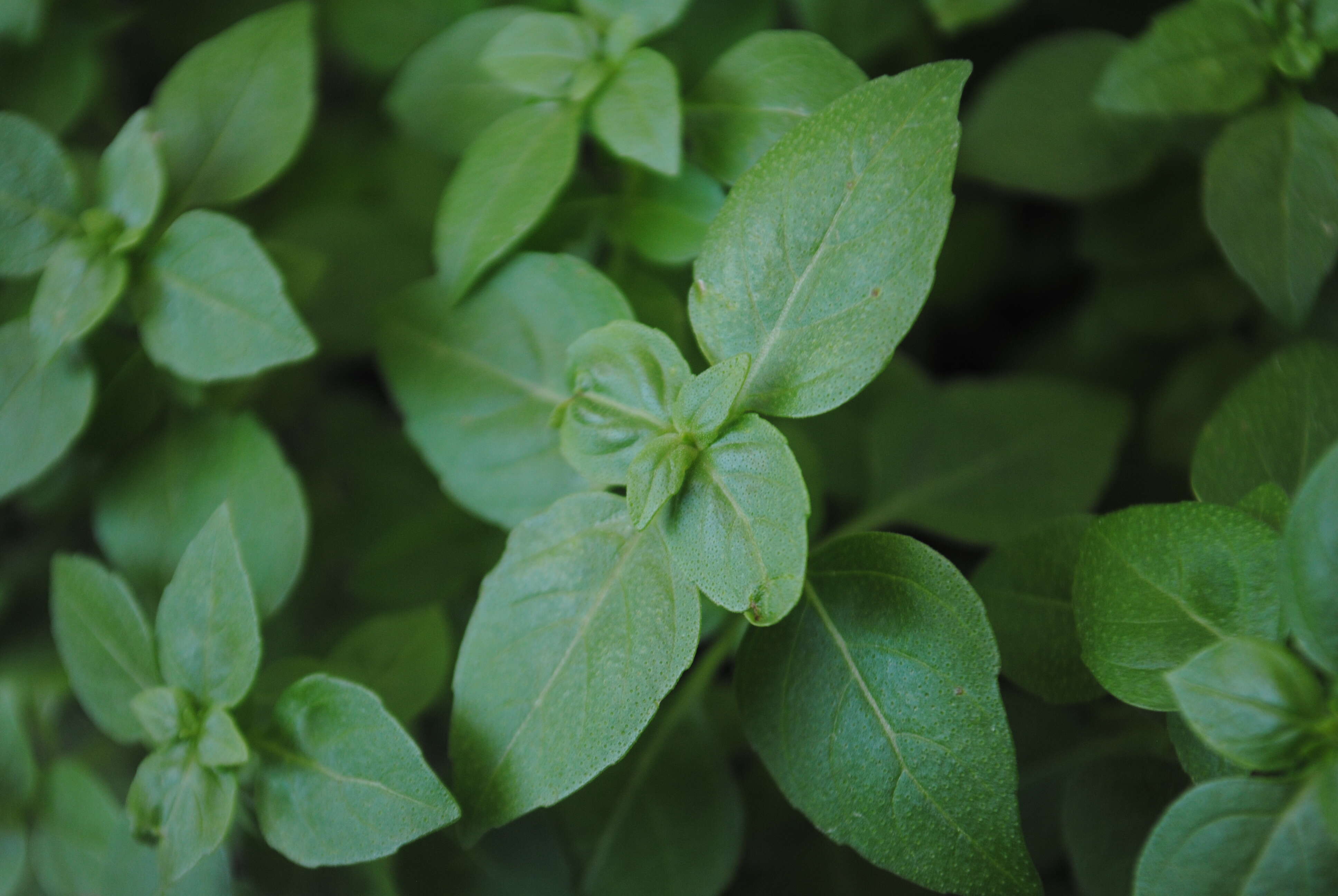 Image of sweet basil