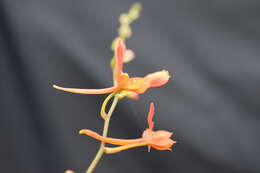 Image of Comparettia coccinea Lindl.