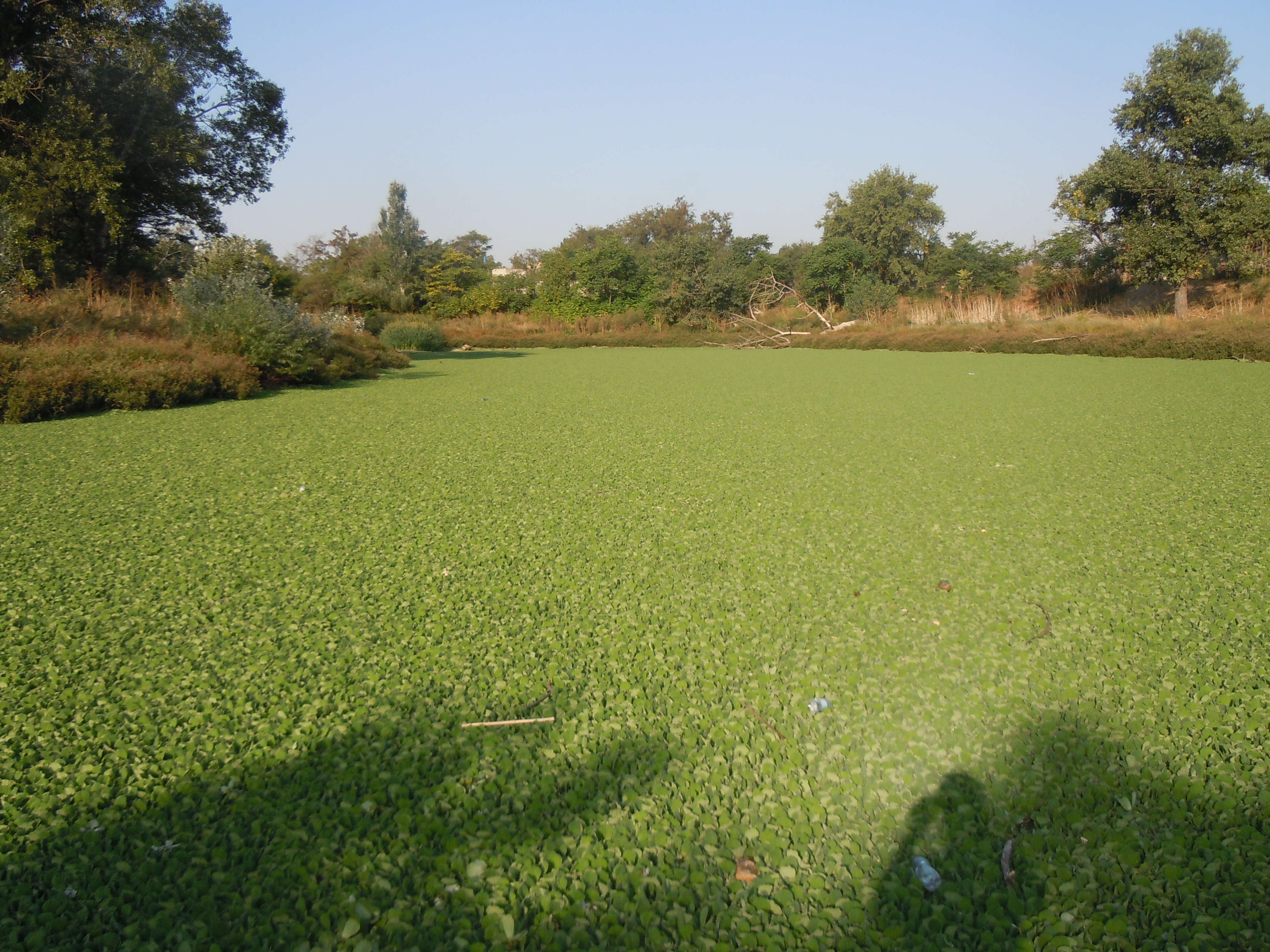 Image of pistia