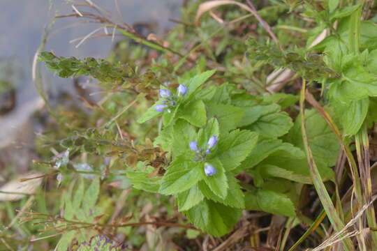 Image of American alpine speedwell