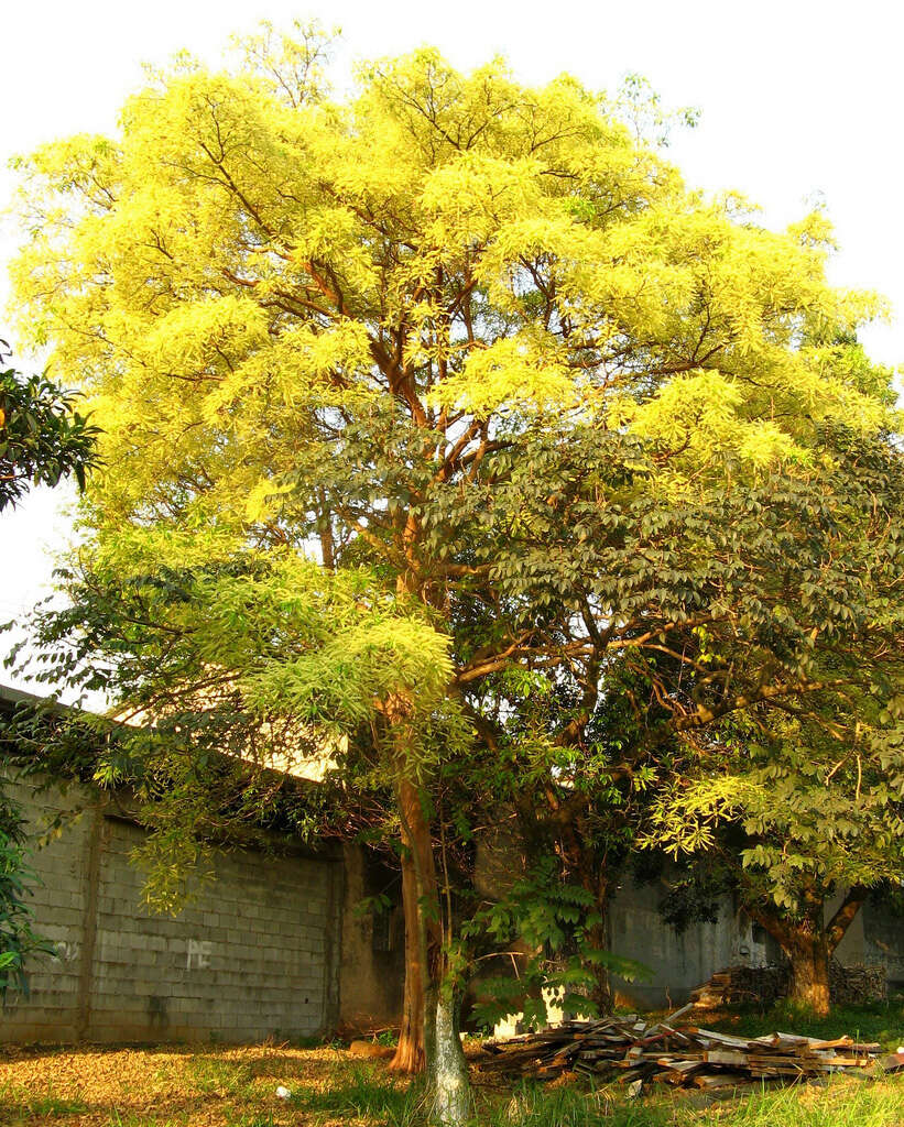 Image of Terminalia kuhlmannii Alwan & C. A. Stace