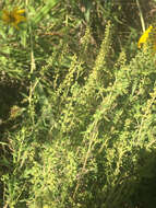 Image of Cuman ragweed