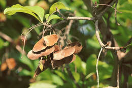 Image of Terminalia kuhlmannii Alwan & C. A. Stace