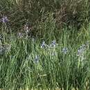 Sivun Iris spuria subsp. musulmanica (Fomin) Takht. kuva