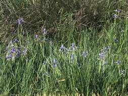 Image de Iris spuria subsp. musulmanica (Fomin) Takht.