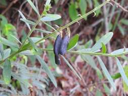 صورة Crotalaria quercetorum Brandegee