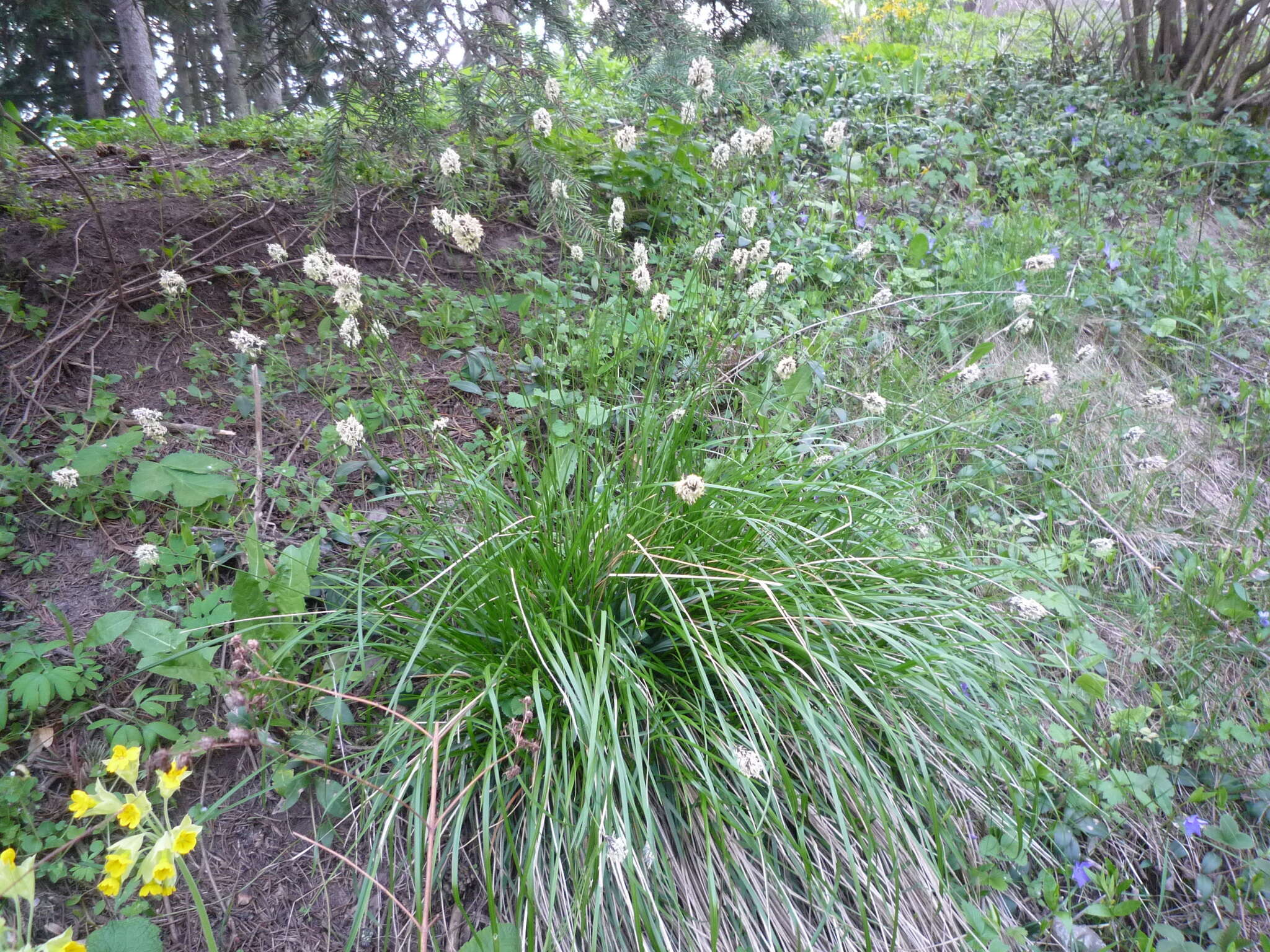 Image of Blue-green moor grass