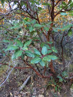 Image of Texas madrone