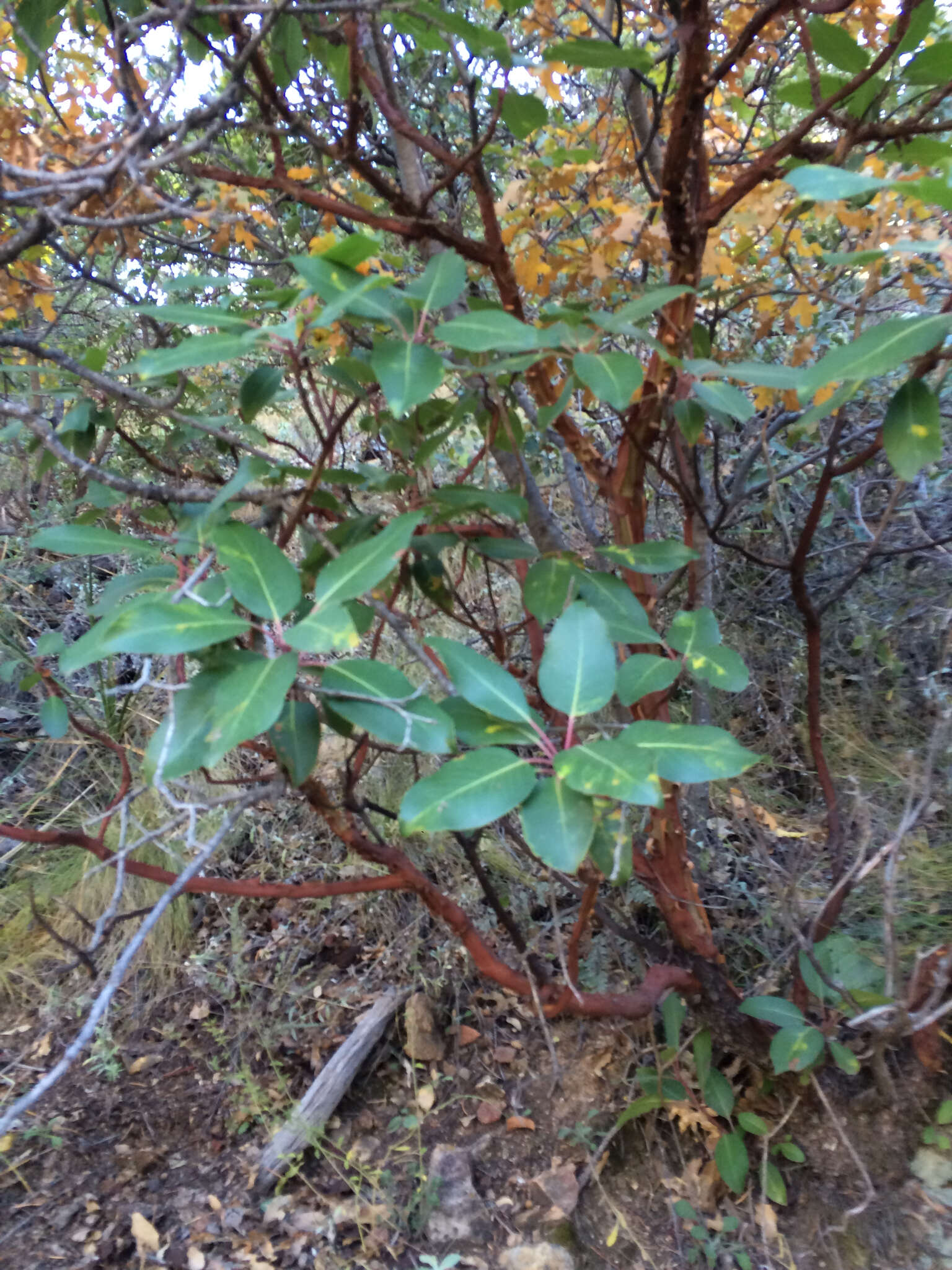 Arbutus xalapensis Kunth resmi