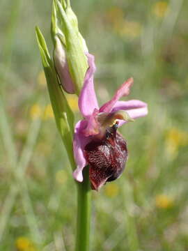 صورة Ophrys sphegodes subsp. aveyronensis J. J. Wood