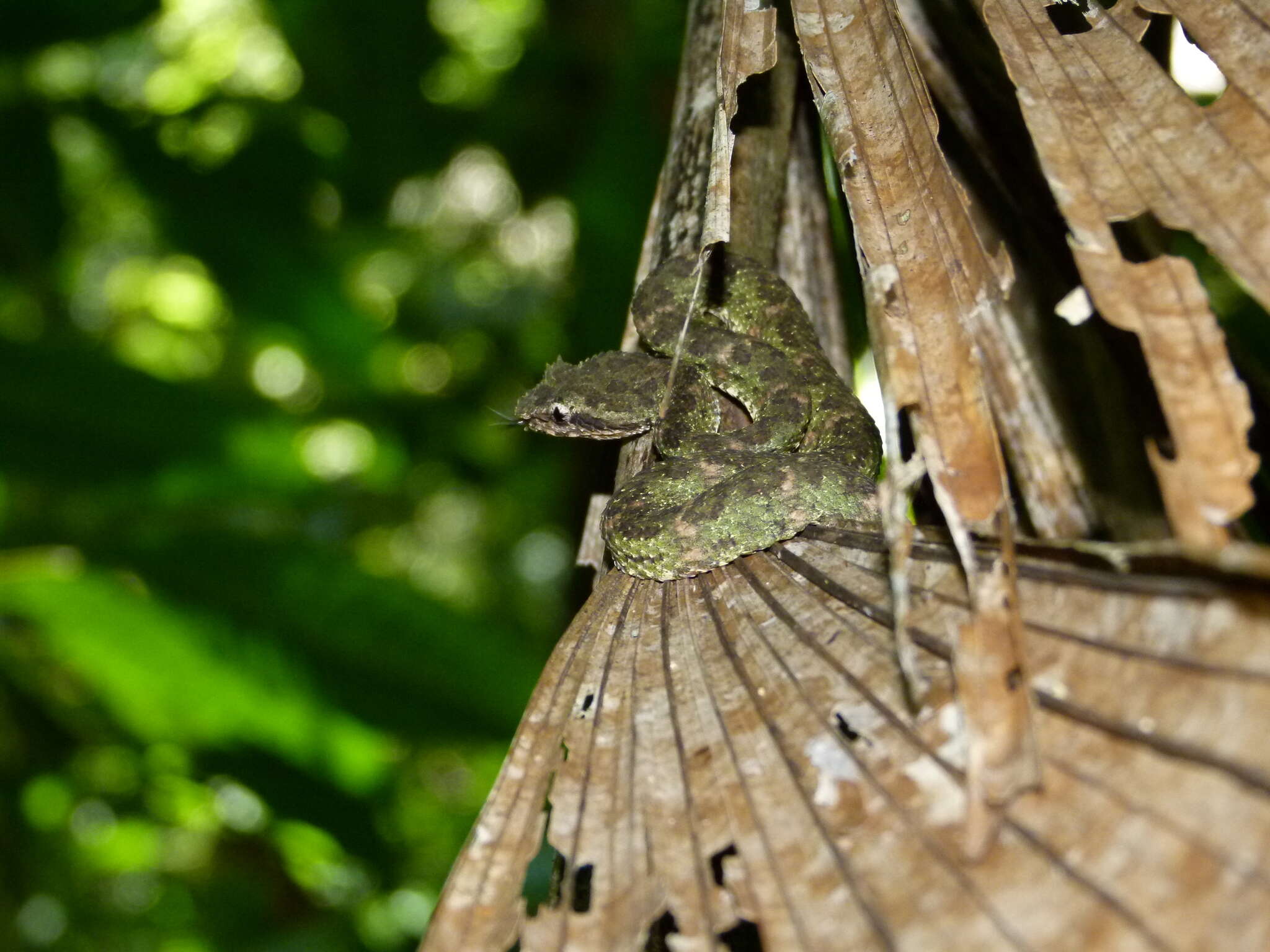 Image of Eyelash Viper