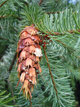 Image of Douglas-fir