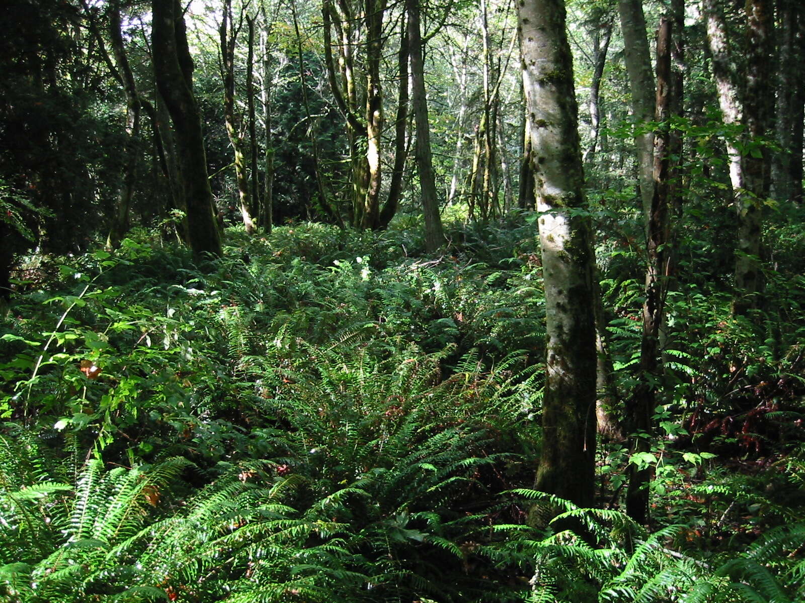 Image of Oregon Alder