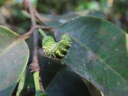 Gnetum parvifolium (Warb.) W. C. Cheng resmi