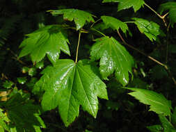 Слика од Acer circinatum Pursh