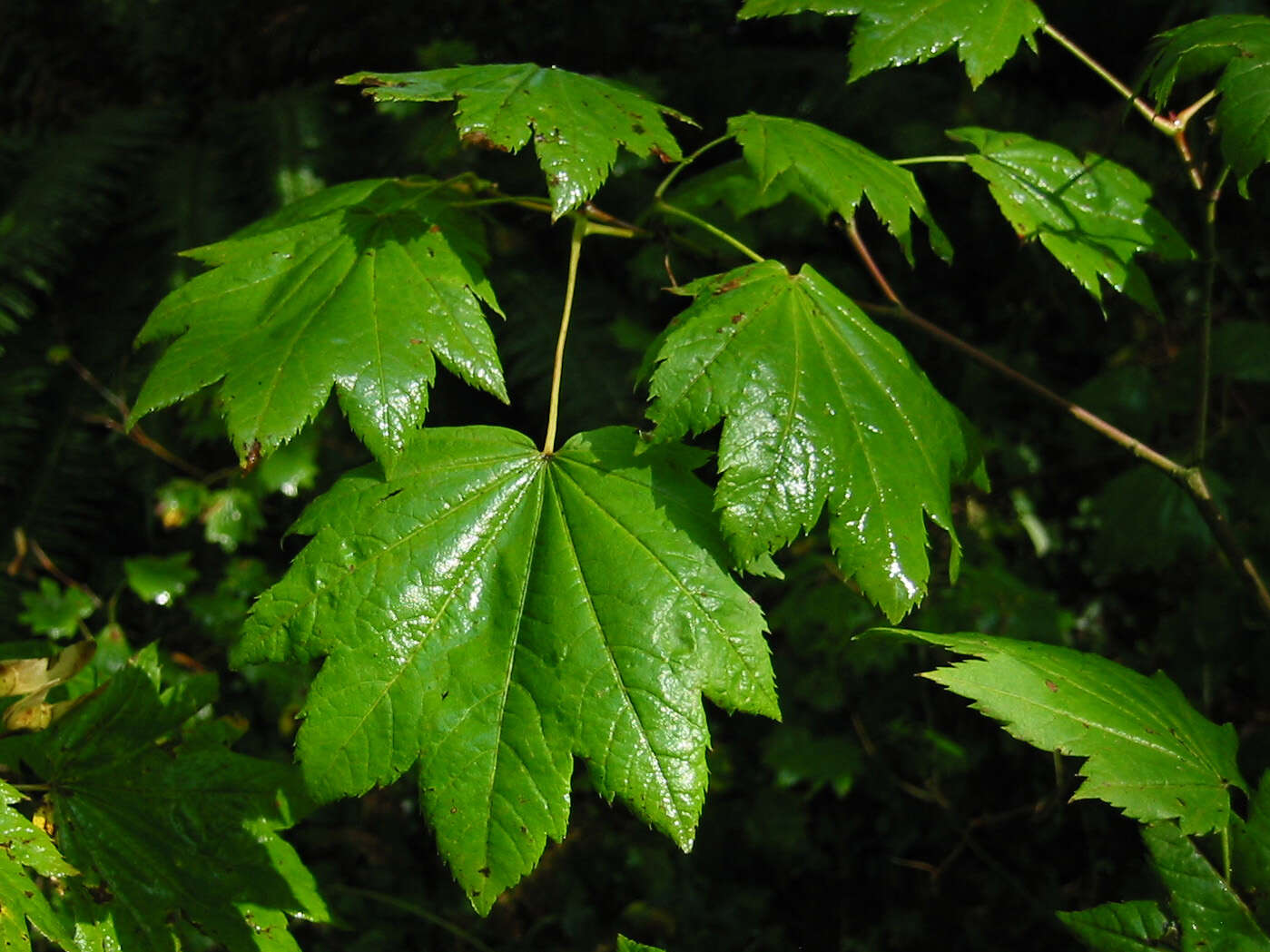 Imagem de Acer circinatum Pursh