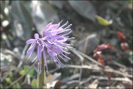 Image of Heloniopsis koreana Fuse, N. S. Lee & M. N. Tamura