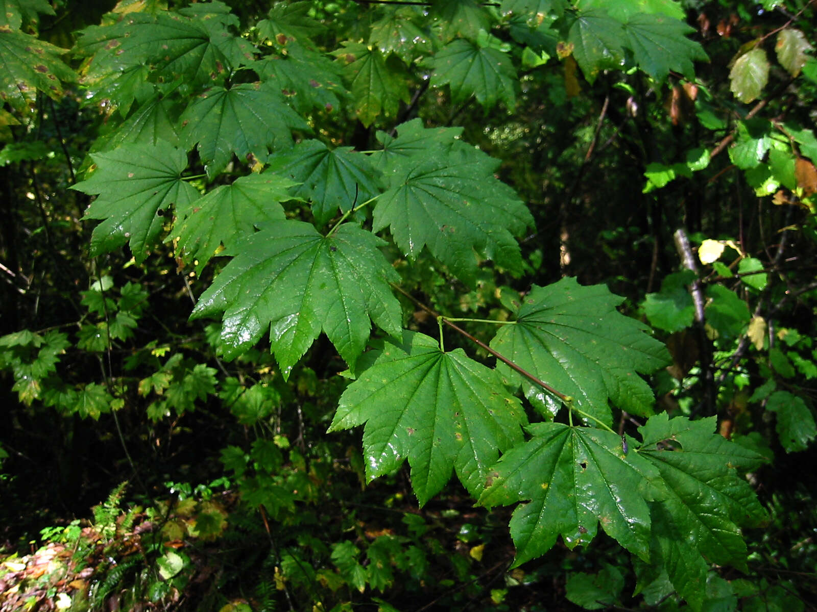 Imagem de Acer circinatum Pursh