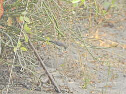 Image of Splendid Sunbird