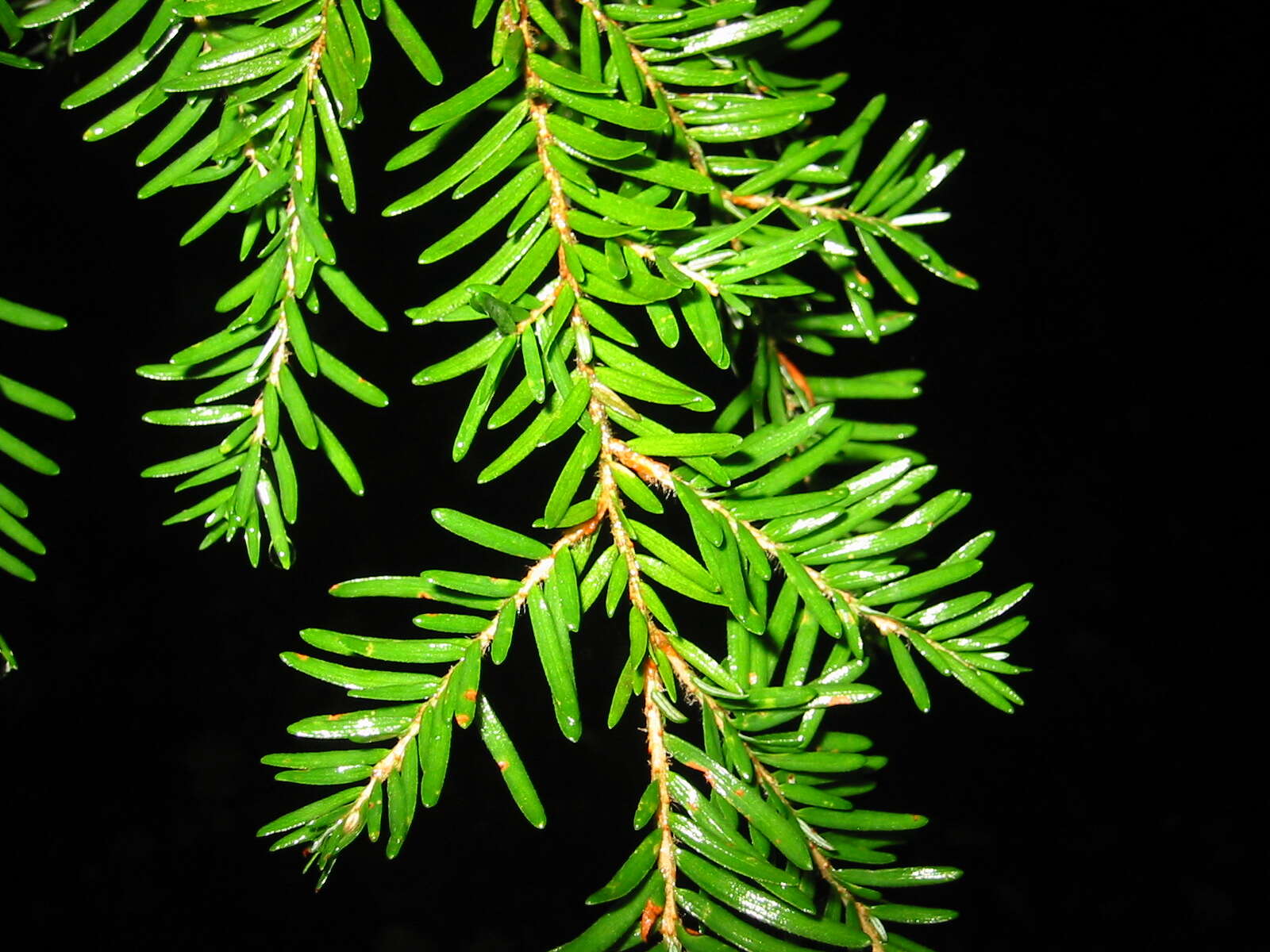 Image of western hemlock