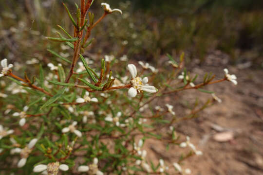 Image of Spyridium vexilliferum var. vexilliferum