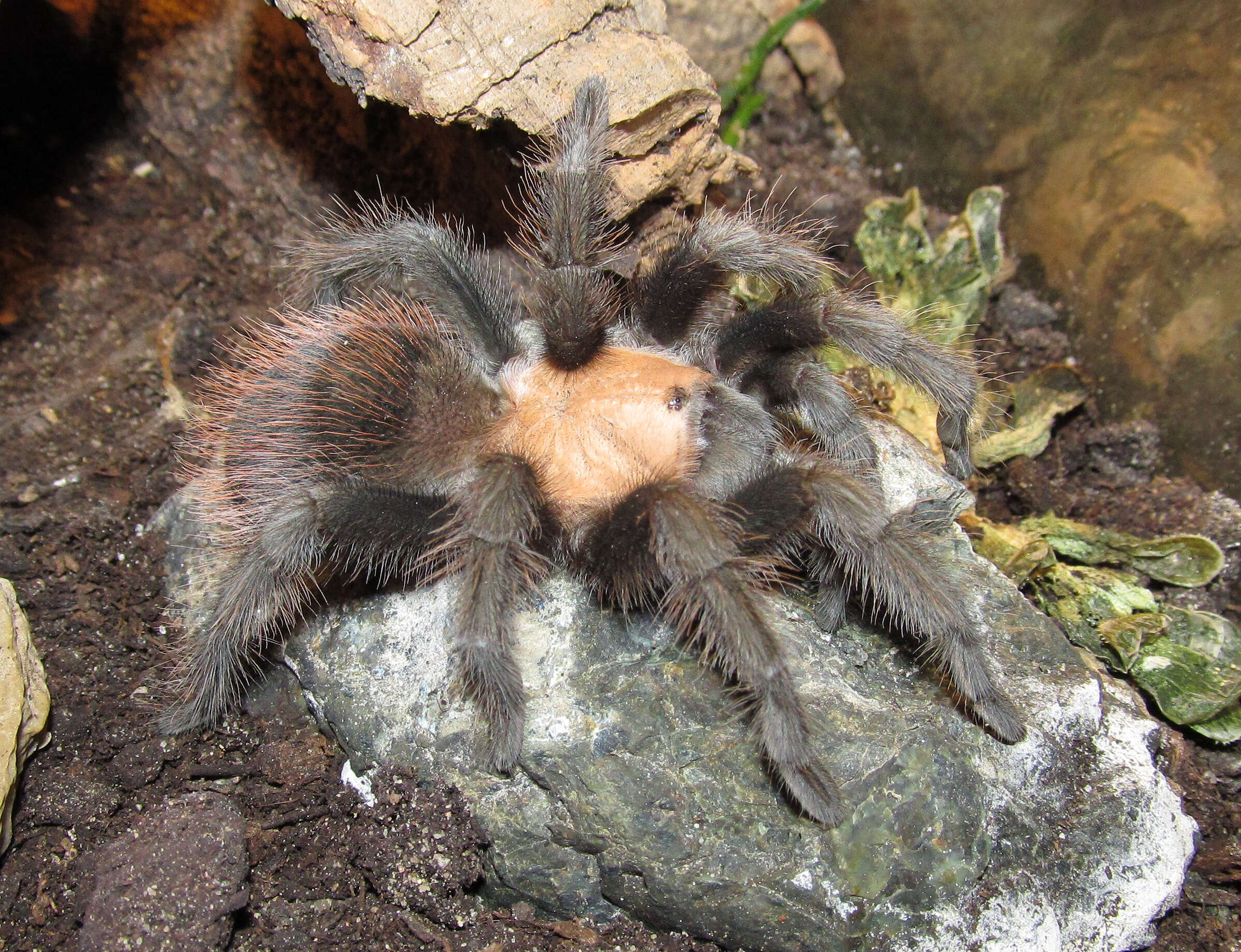 Image of Mexican Black and Gold Red Rump Tarantula