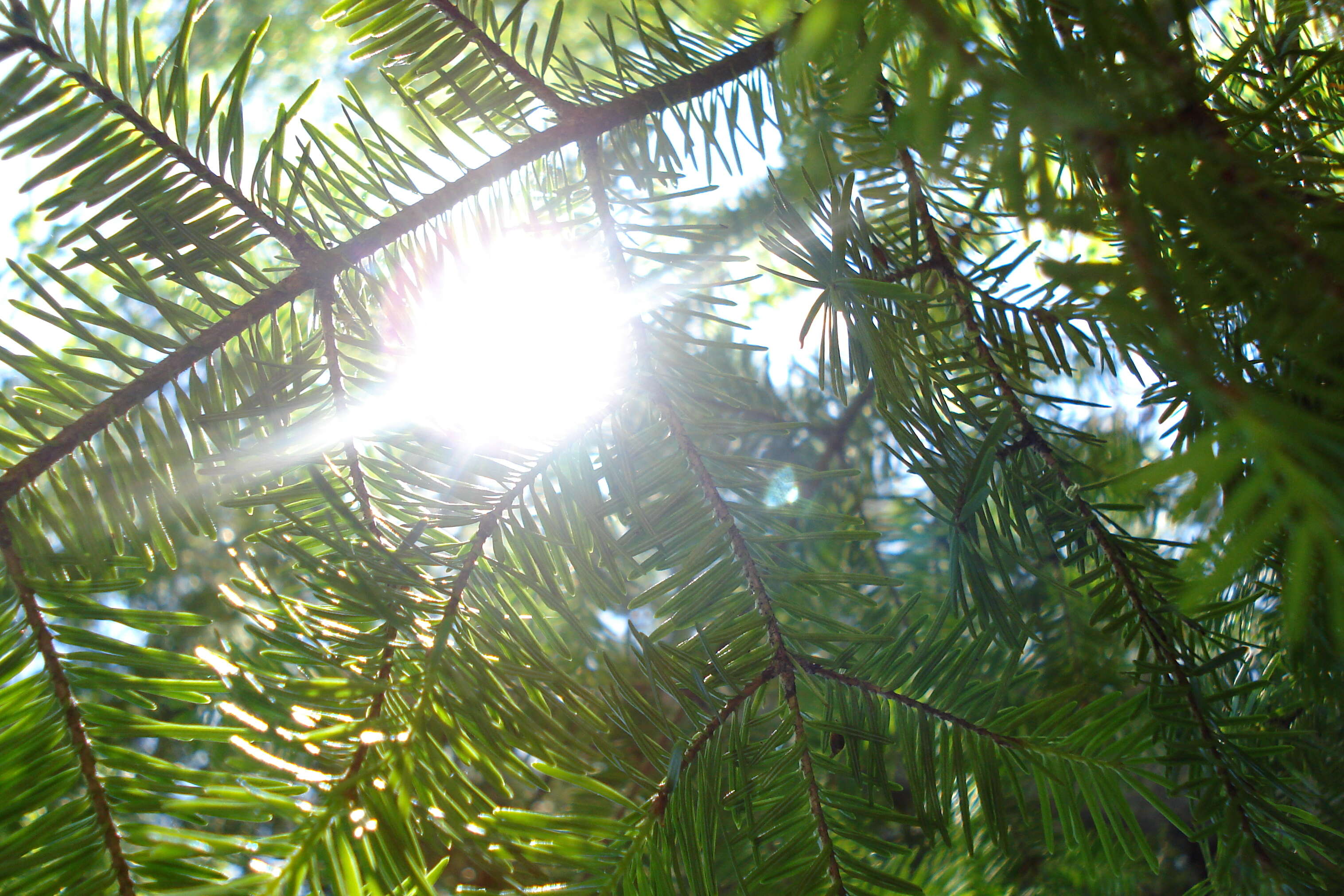 Imagem de Abies balsamea (L.) Mill.