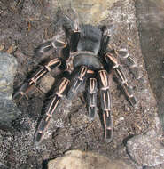 Image of Costa Rican Zebra Tarantula