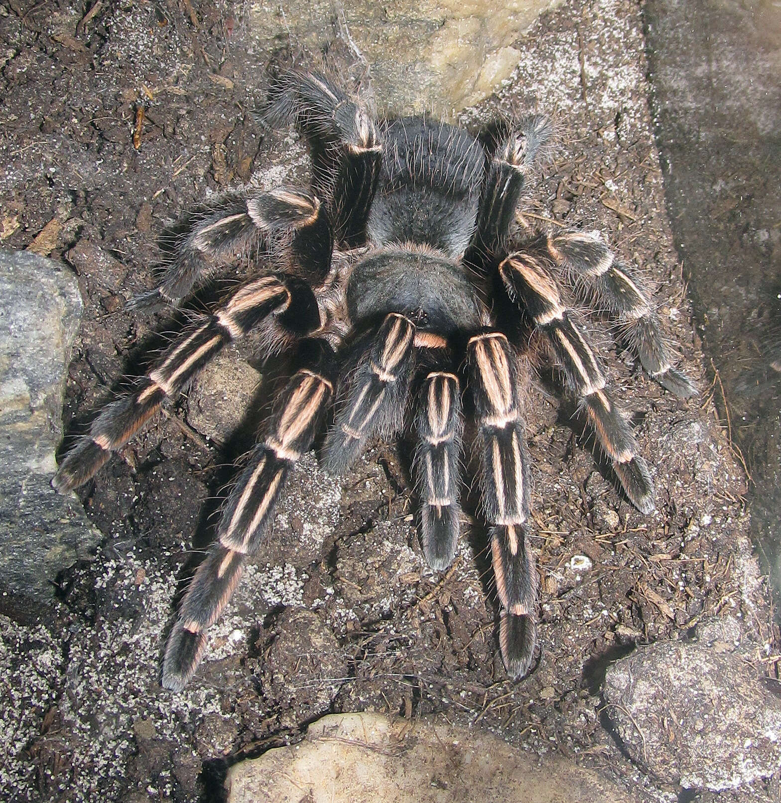 Image of Costa Rican Zebra Tarantula