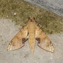 Image of Cechenena chimaera (Rothschild 1894)