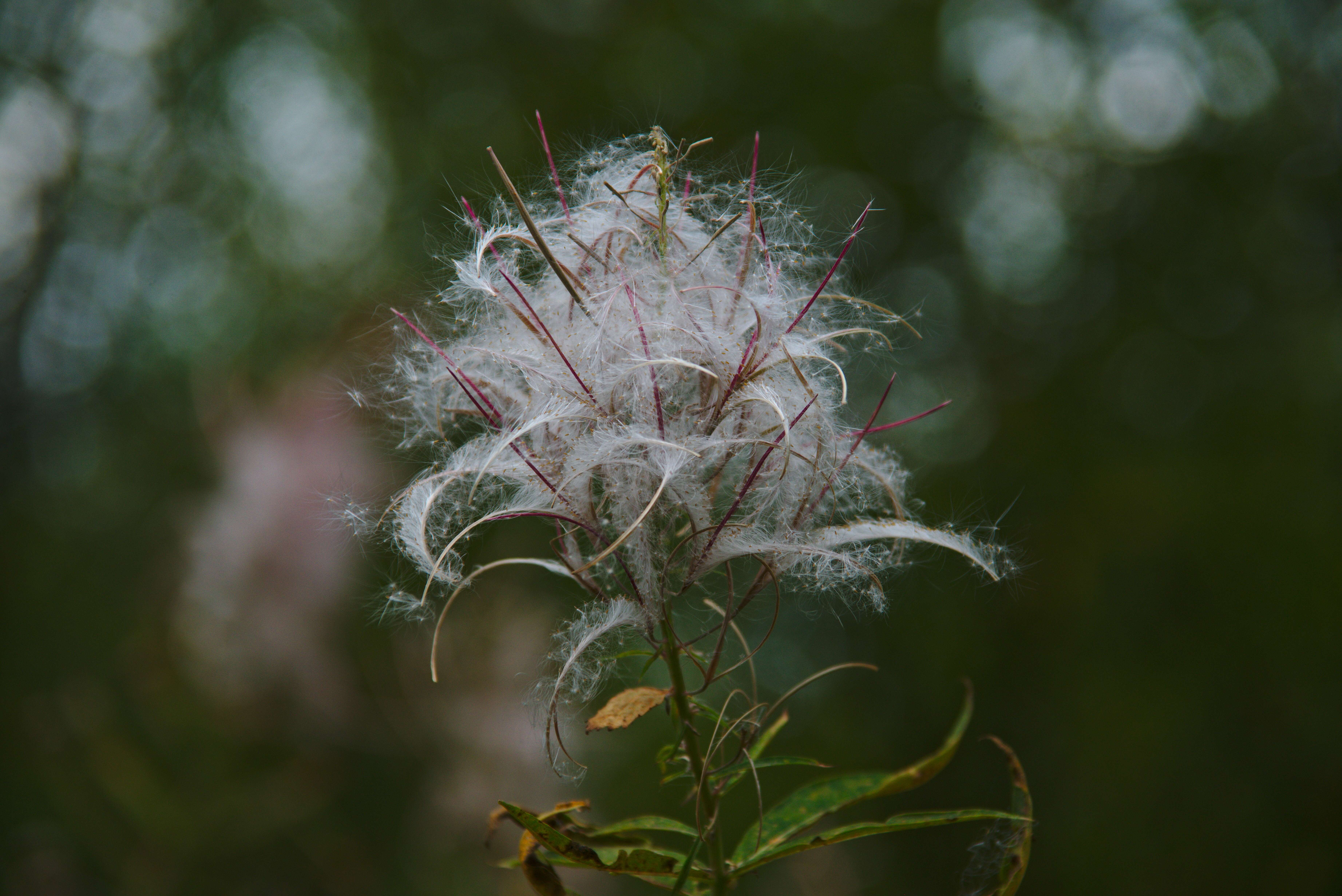 Image of Narrow-Leaf Fireweed