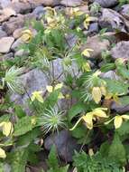 Image of hermitgold clematis