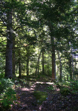 Image of eastern hemlock