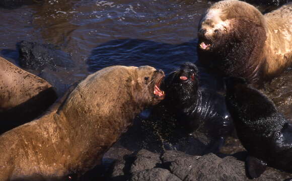 Image of fur seal