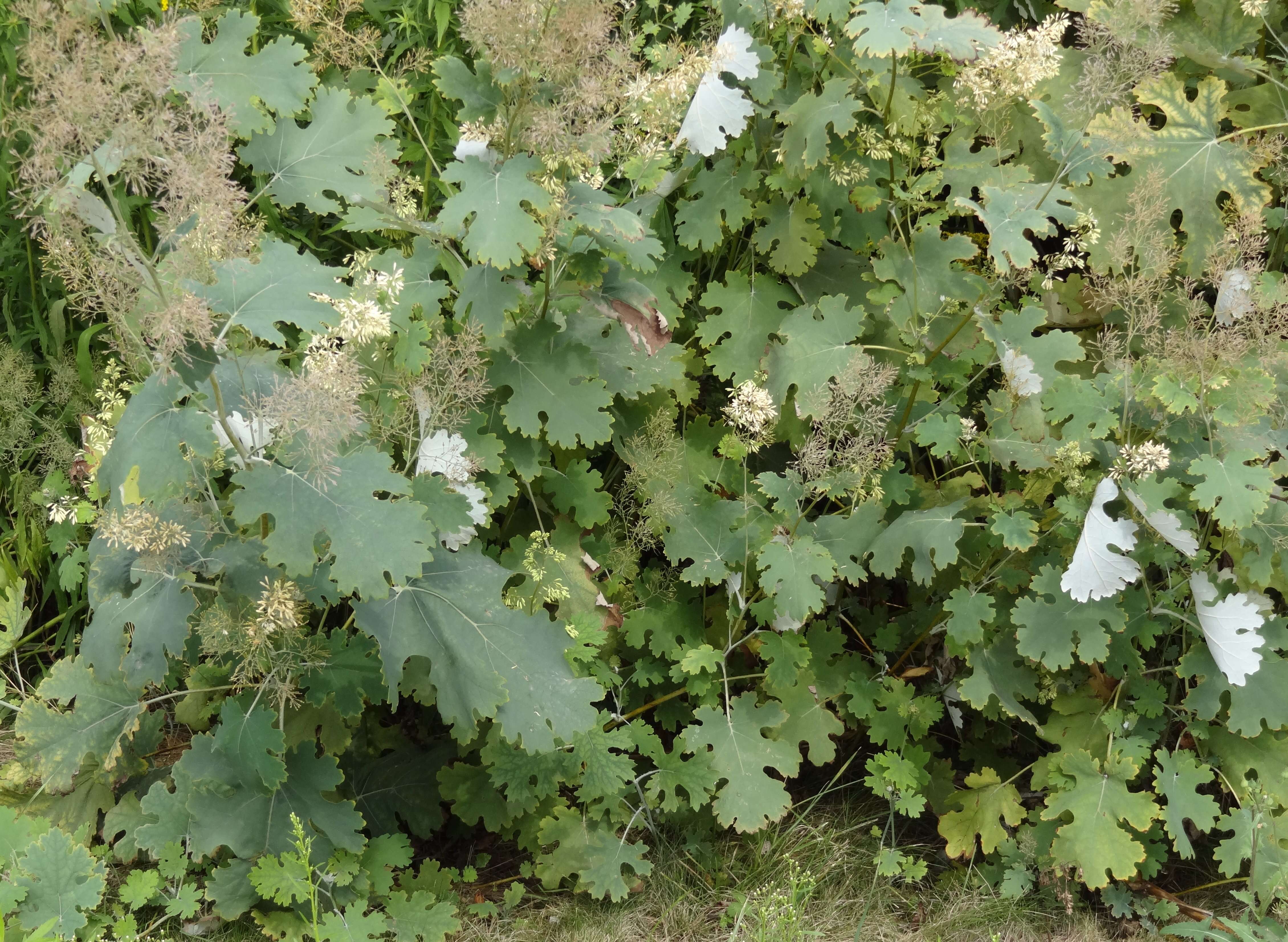 Imagem de Macleaya microcarpa (Maximowicz) Fedde