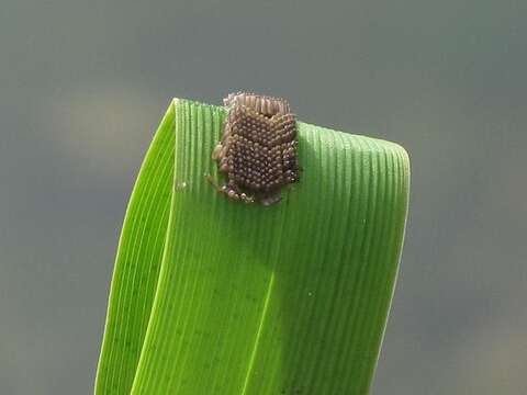 Image of Alderfly