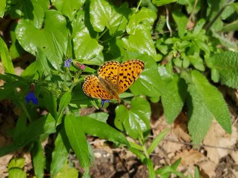 Image of <i>Boloria euphrosyne</i>