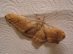 صورة Antheraea pernyi (Guérin-Méneville 1855)