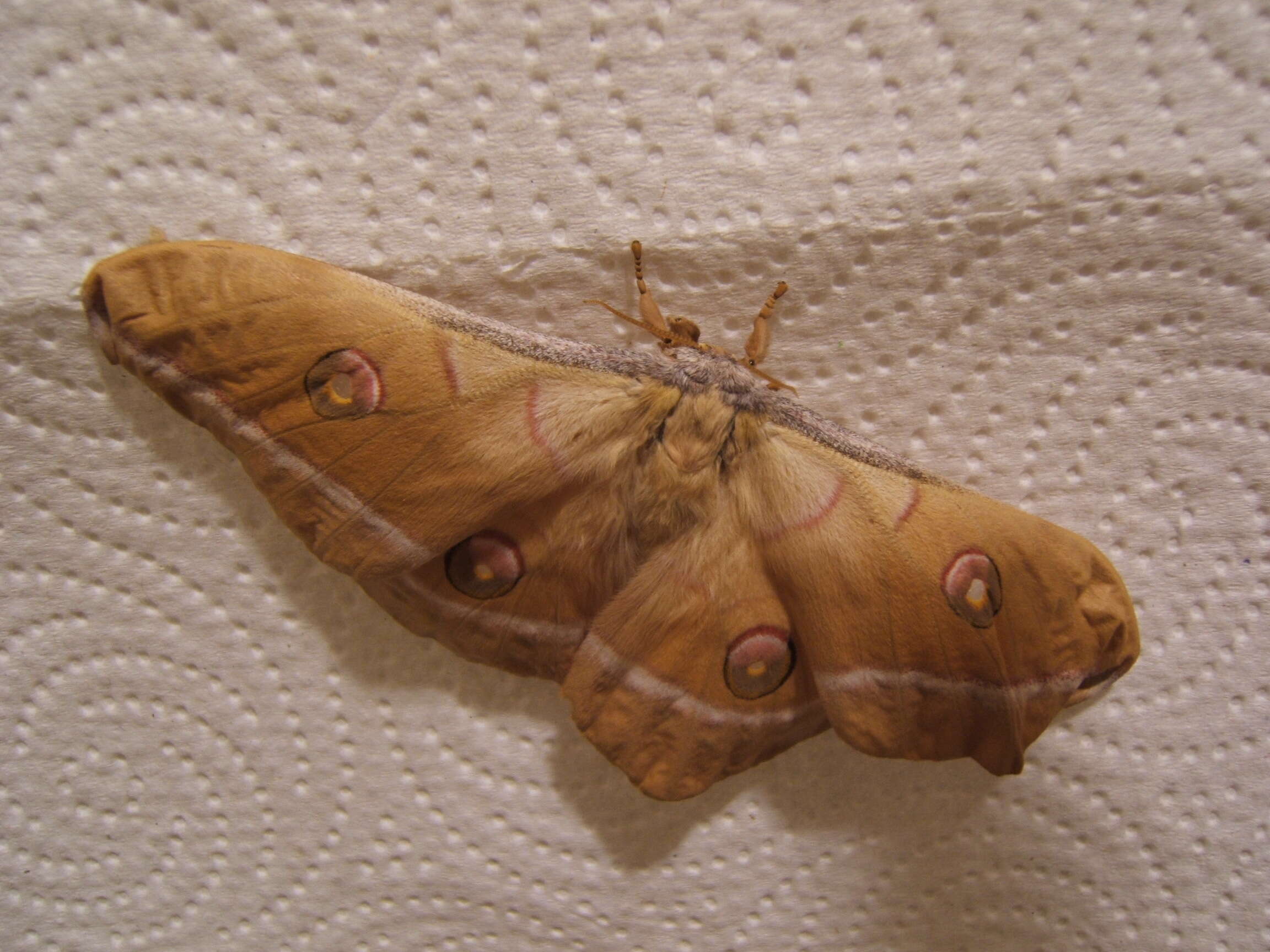 صورة Antheraea pernyi (Guérin-Méneville 1855)