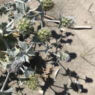 Eryngium maritimum L. resmi