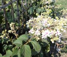 Image of Clerodendrum infortunatum L.