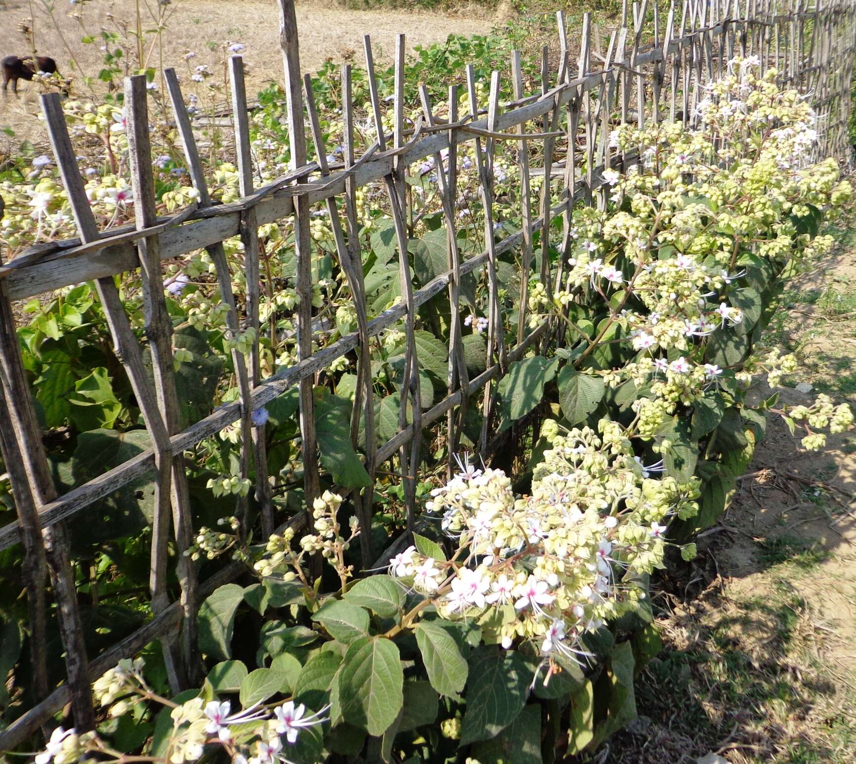 Image of Clerodendrum infortunatum L.