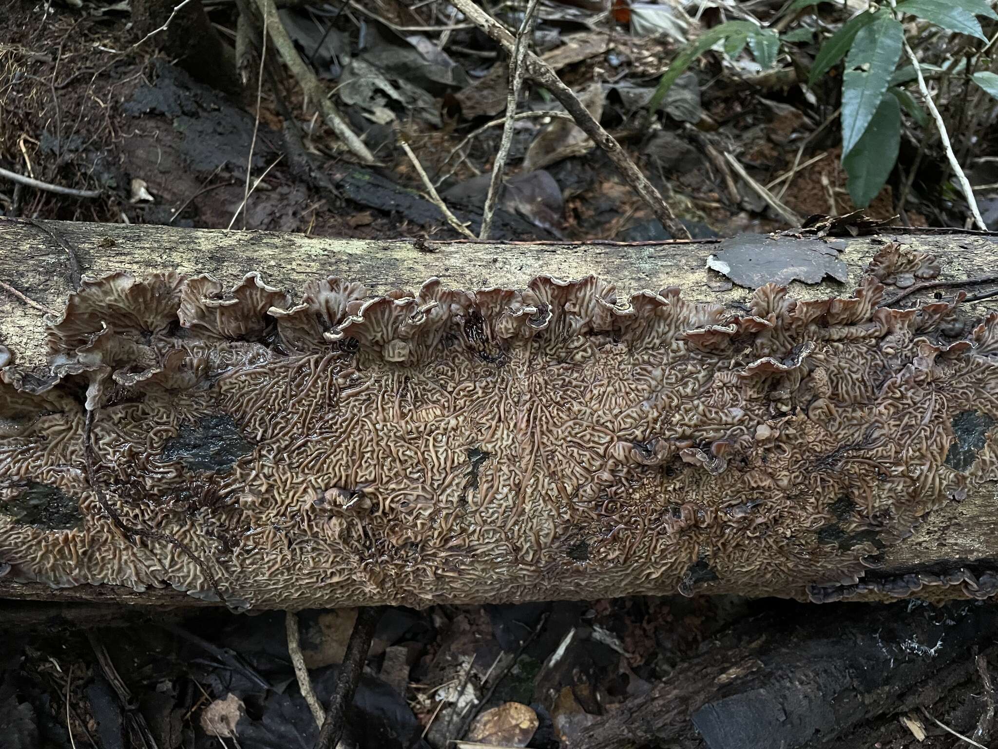 Image of Auricularia brasiliana Y. C. Dai & F. Wu 2015