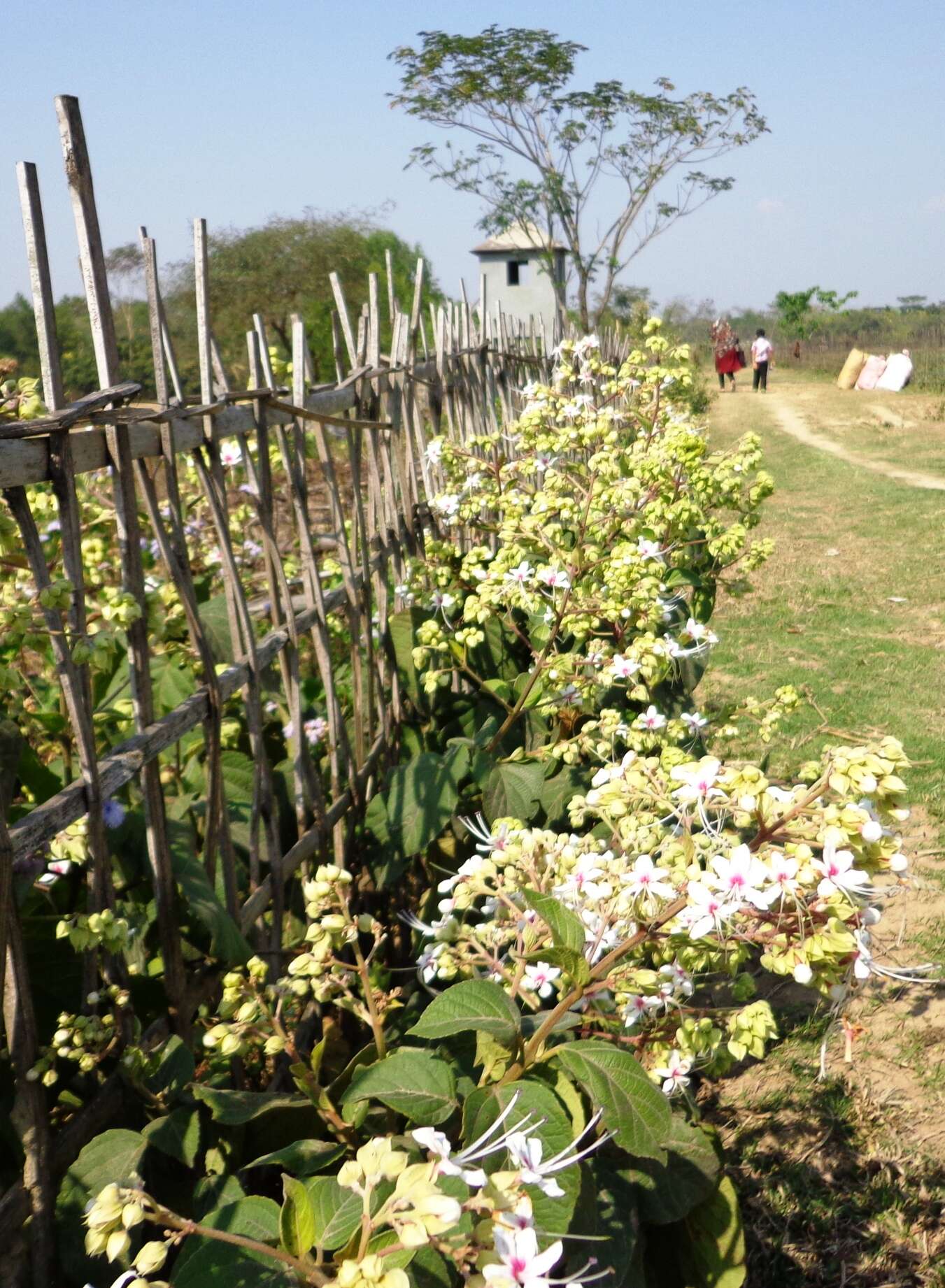 Image of Clerodendrum infortunatum L.