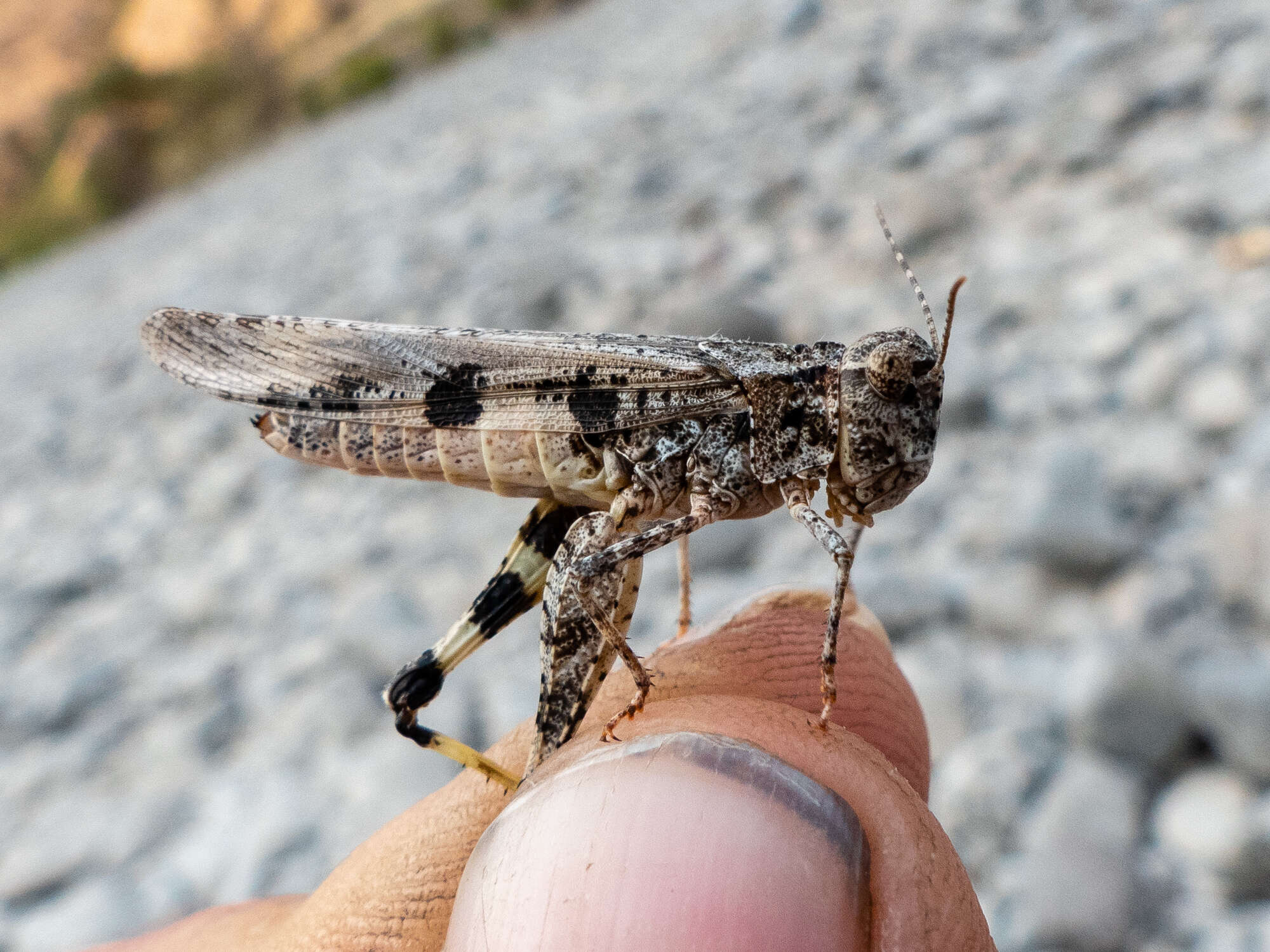 Image of Groove-headed Grasshopper