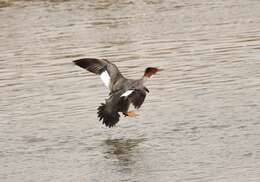 Mergus merganser americanus Cassin 1852的圖片