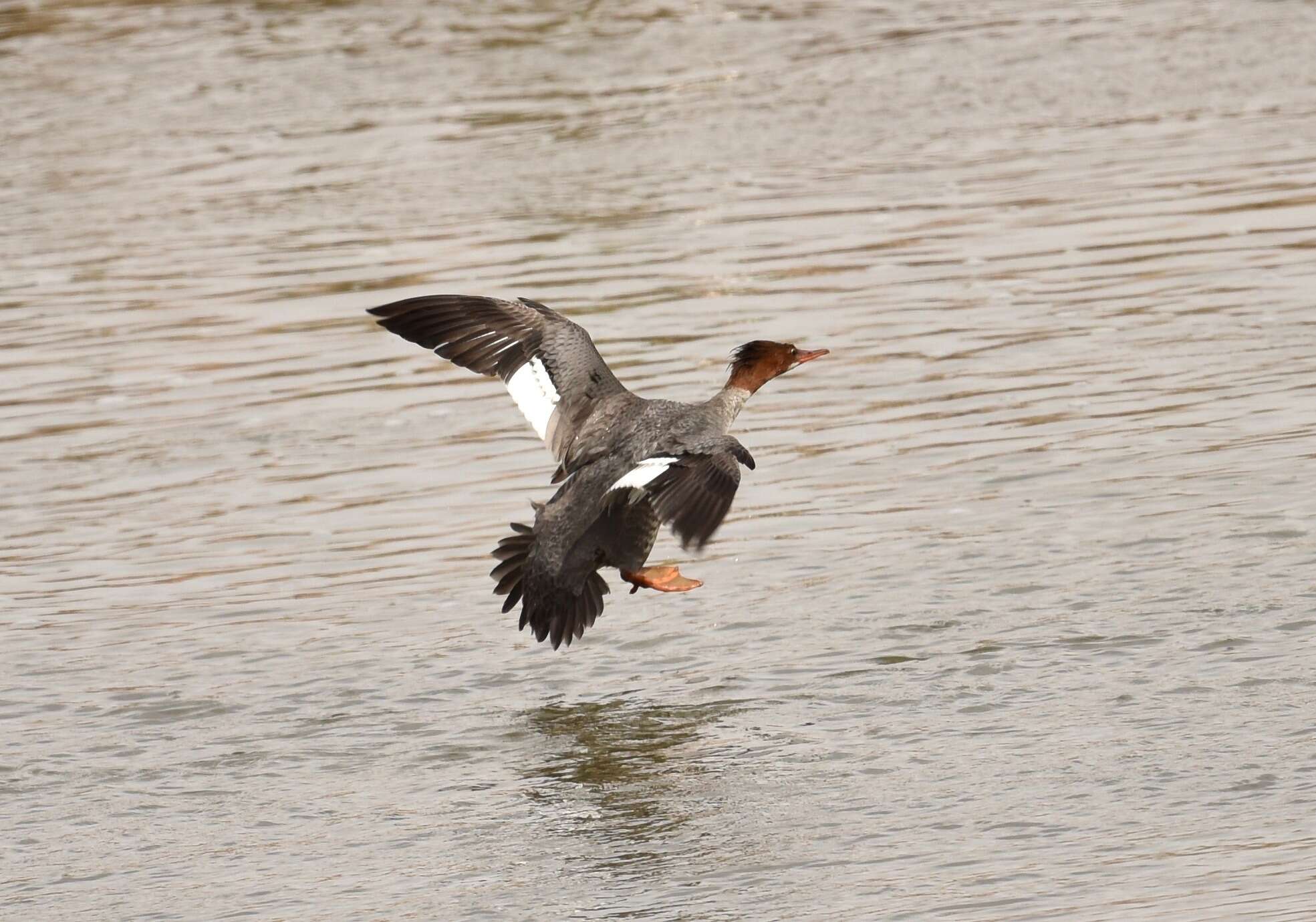 Image of Common Merganser