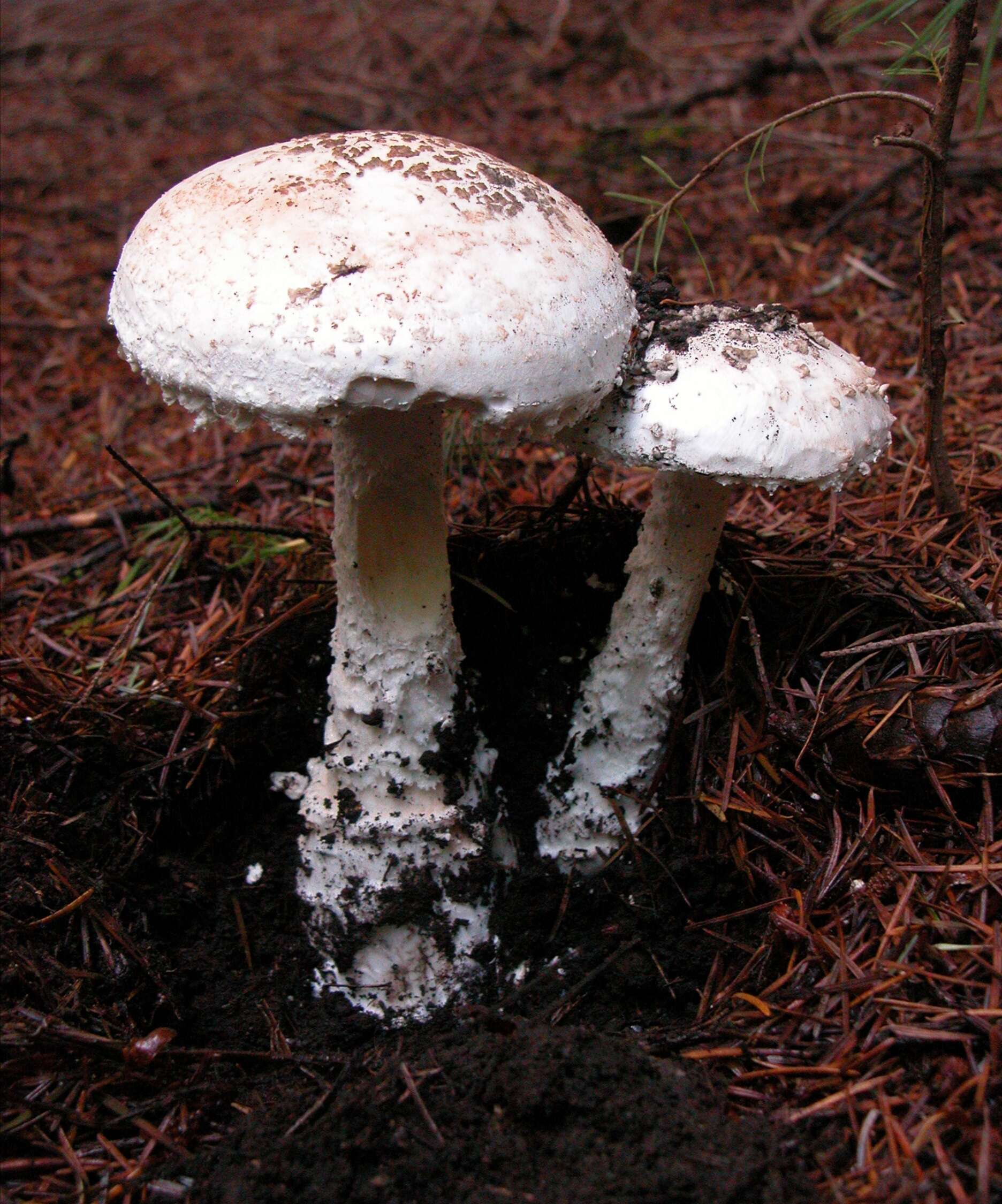 Plancia ëd Amanita smithiana Bas 1969